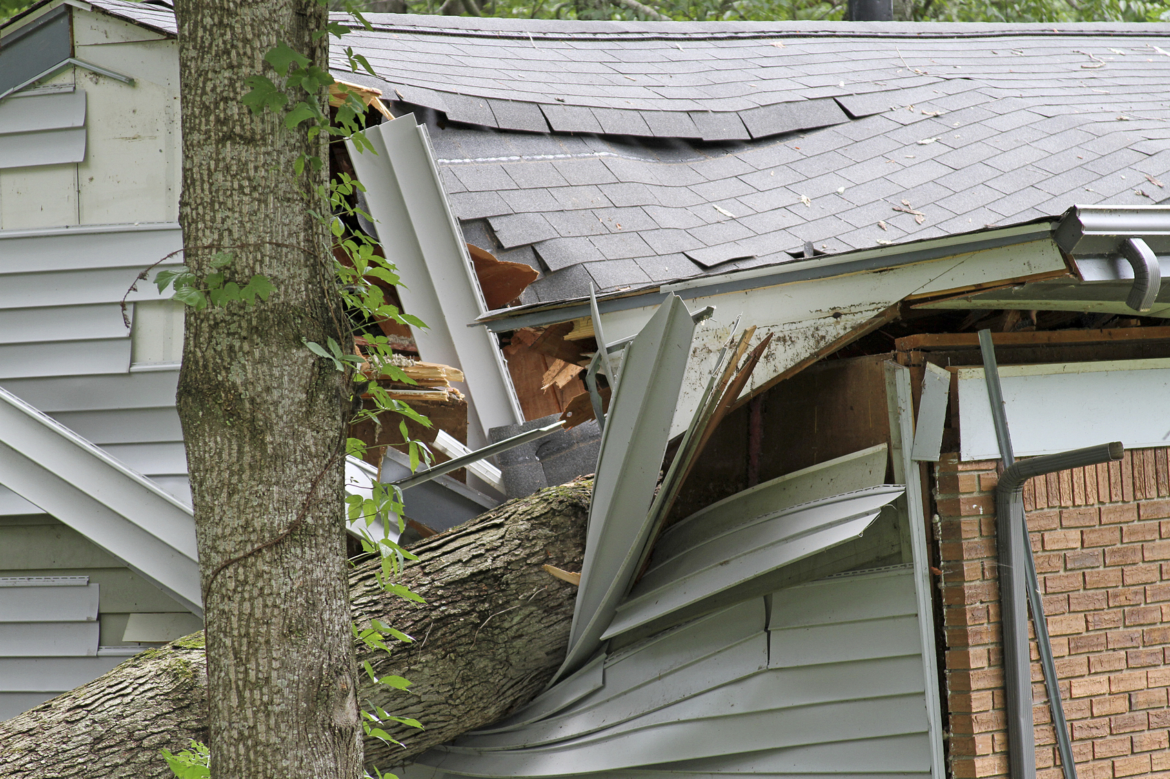 tree damage roof