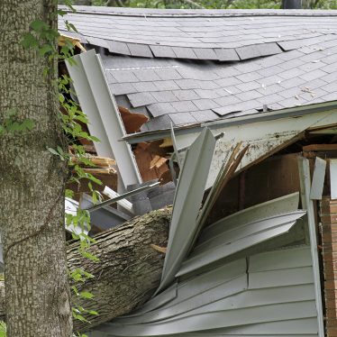 tree damage roof